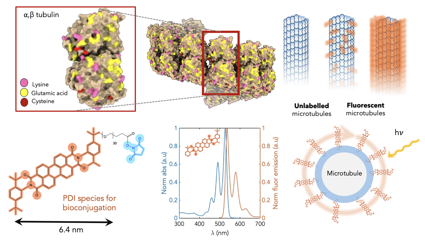 Quantum biotechnology