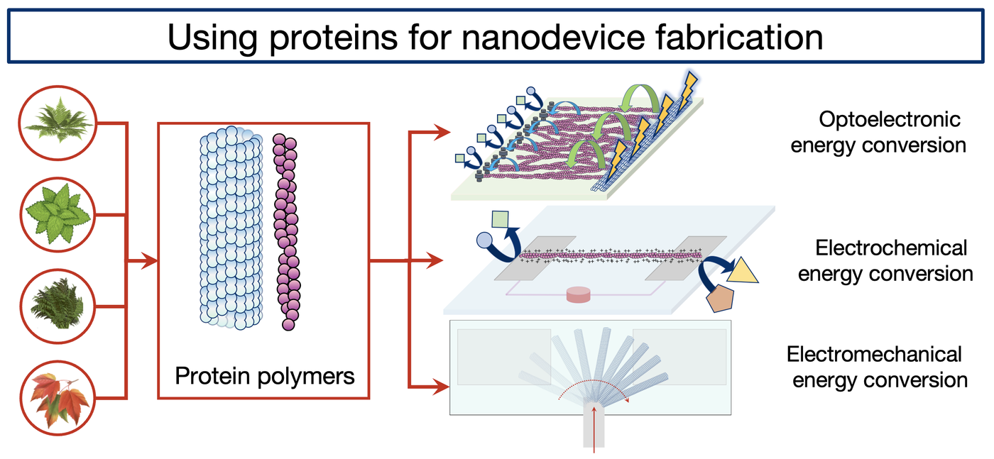 Quantum bioengineering