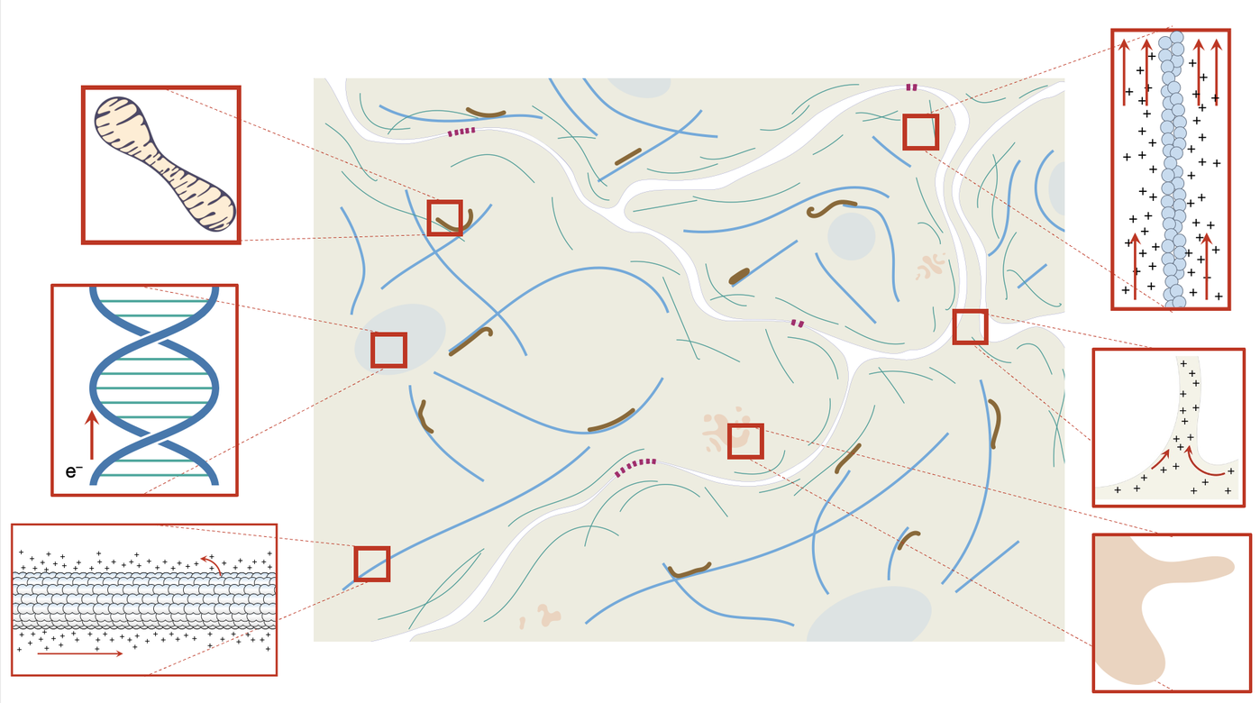 Dielectric map of the cell